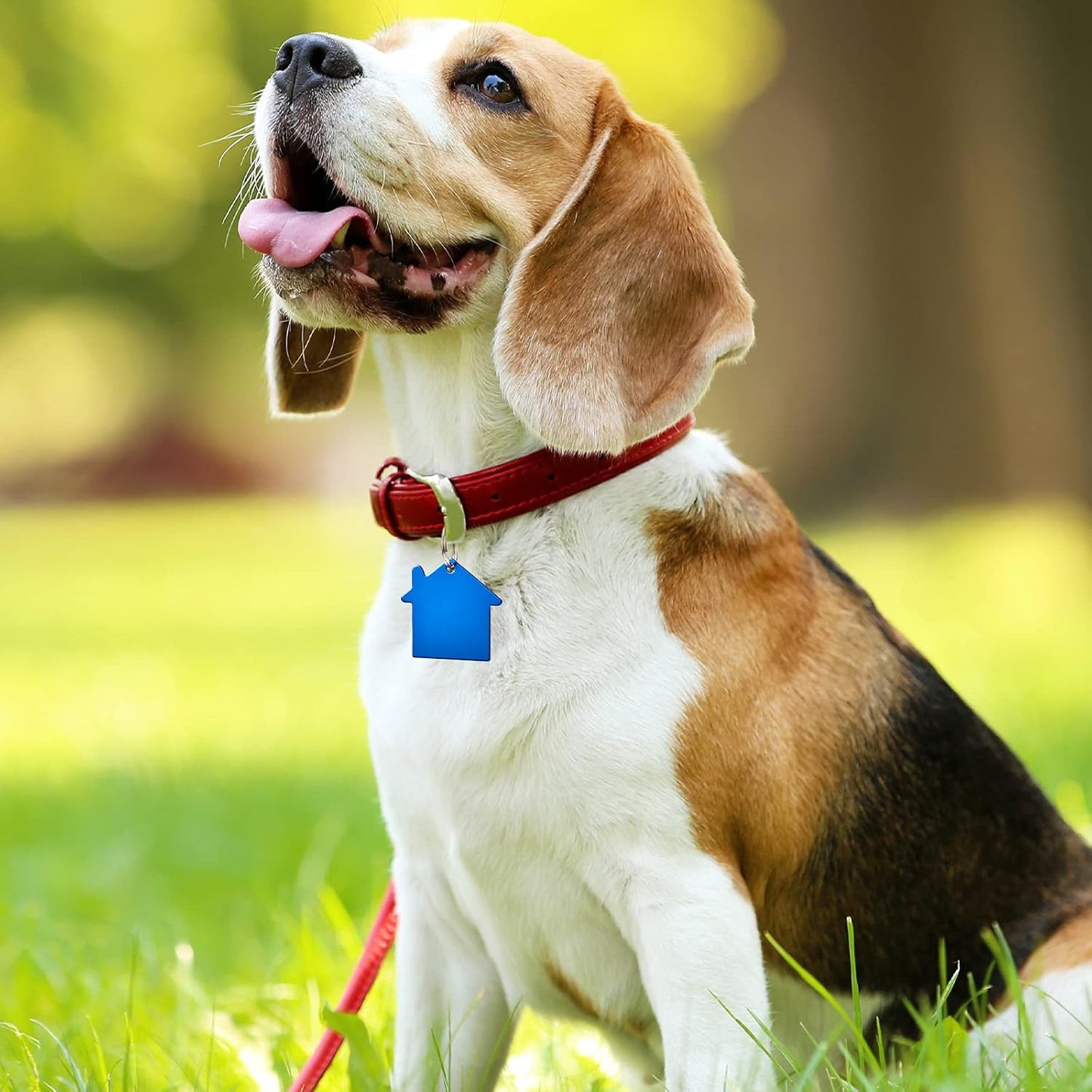 Frienda Peças De Etiqueta De Identificação Para Animais De Estimação