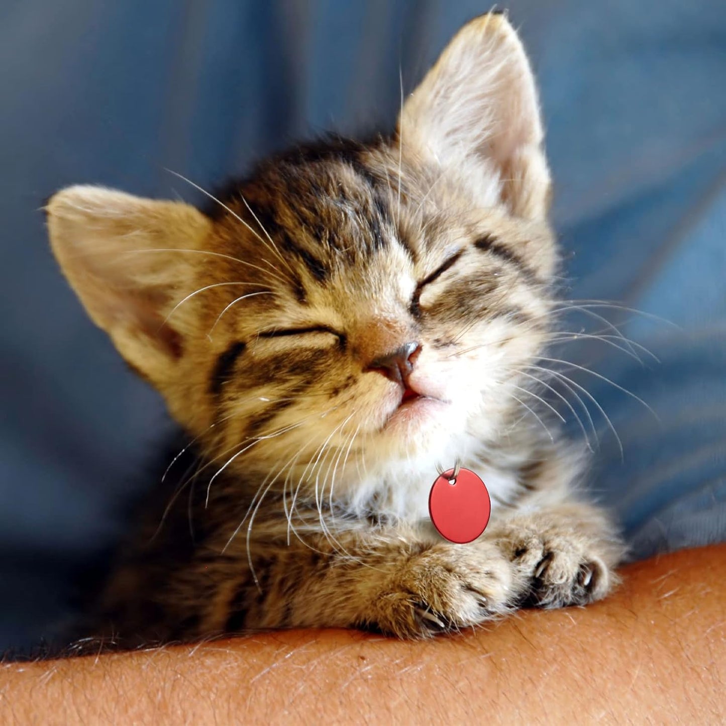 Frienda Peças De Etiqueta De Identificação Para Animais De Estimação